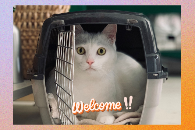 How to introduce a new cat to your home