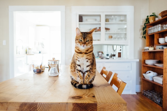 How to find a reliable cat sitter?