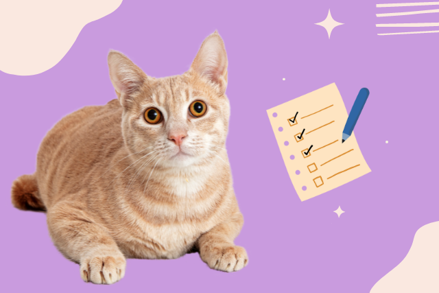 Adopting a cat? the new cat checklist