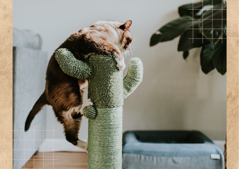 Why cats climb: 5 Reasons cats love trees and towers