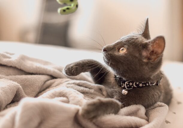 Best cat toys for indoor cats