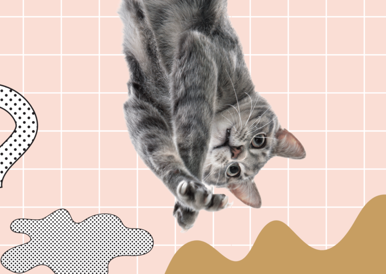 7 Ways to calm a hyper cat